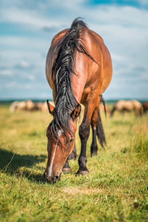 Thoroughbred horses graze on a summer farmer's field.の写真素材