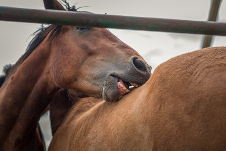 Horses on a paddock farm on a summer day.の写真素材