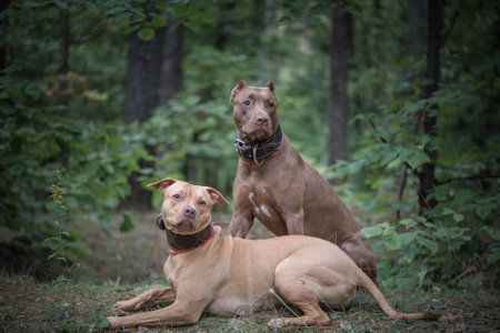 Portrait of a young beautiful purebred dog in the forest.の写真素材