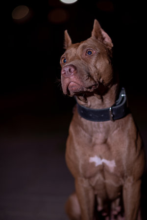 Portrait of a young American Pit Bull Terrier at night.