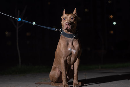 Portrait of a good young American Pit Bull Terrier at night.の写真素材