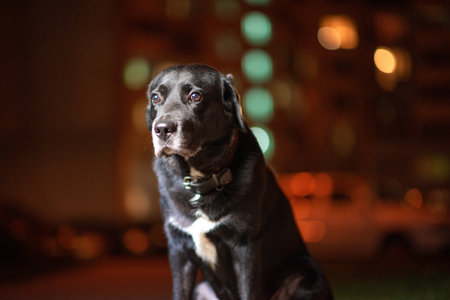 Portrait of a black Labrador in the street of a night autumn city.の写真素材