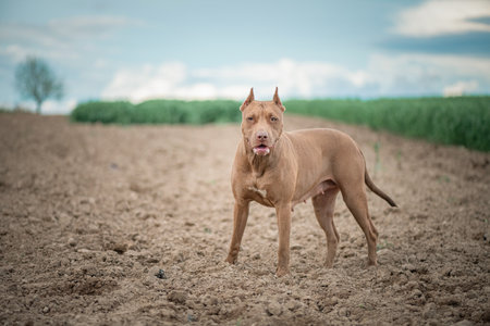 Portrait of a beautiful thoroughbred pit bull terrier on a summer field.の写真素材