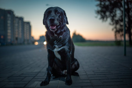 Portrait of a beautiful elderly labrador retriever outdoors in the evening.