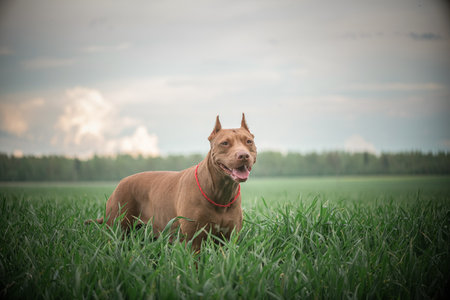 Portrait of a beautiful thoroughbred pit bull terrier on a summer field.の写真素材