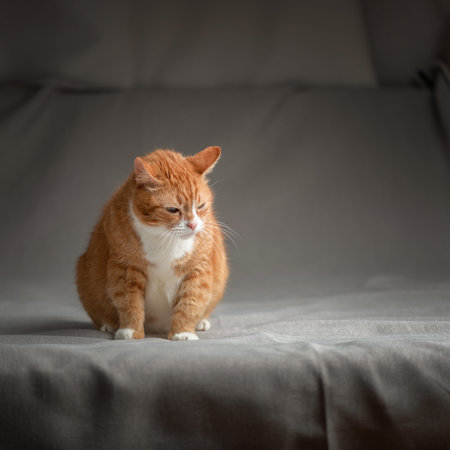Portrait of a beautiful elderly ginger cat in a home studio.の写真素材