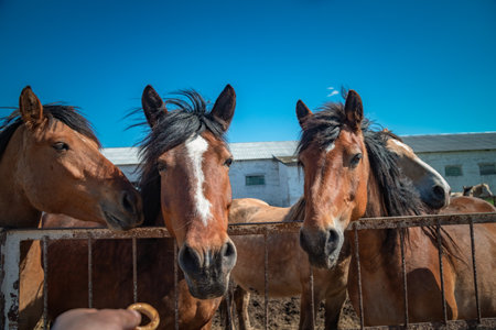 Horses on a paddock farm on a summer day.の写真素材