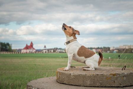 Purebred Jack Russell Terrier on a walk in nature near the forest.の写真素材