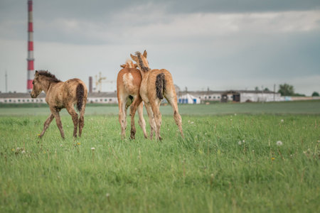 Farm thoroughbred horses graze on a cloudy summer day in a field.の写真素材