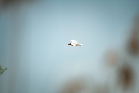 A beautiful seagull is circling over the river on a summer day.