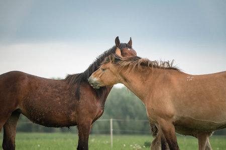 Farm thoroughbred horses graze on a cloudy summer day in a field.