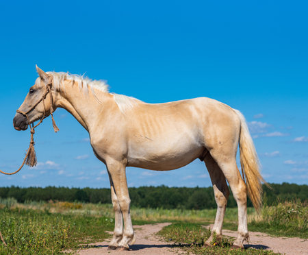 Thoroughbred horses graze on a summer farmer's field.の写真素材