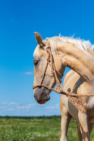 Thoroughbred horses graze on a summer farmer's field.の写真素材