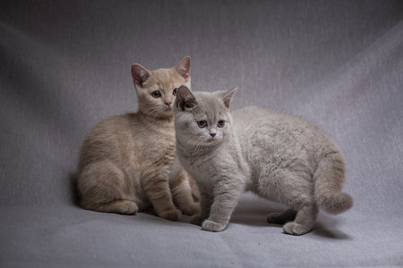 A family of British kittens in the studio on a gray background.