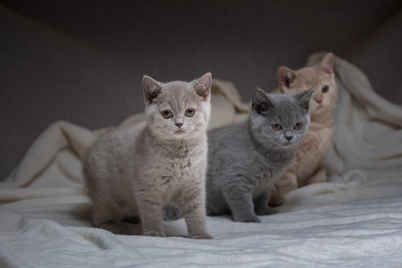 A family of British kittens in the studio on a gray background.