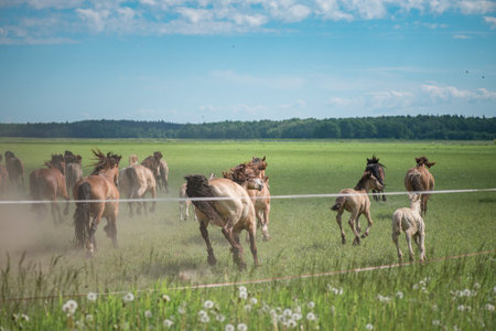 A herd of thoroughbred horses running on a sunny day along a field road.の写真素材