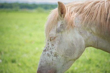Rural horses graze on the collective farm field in the summer.の写真素材