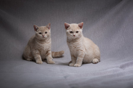 A family of thoroughbred British kittens in the studio on a gray background.