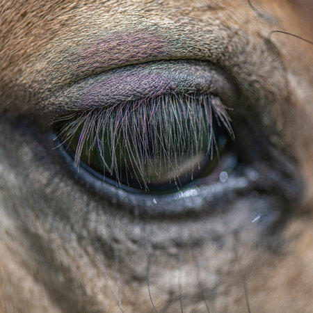 Beautiful eye of a thoroughlybred horse very close up. artistic noise.