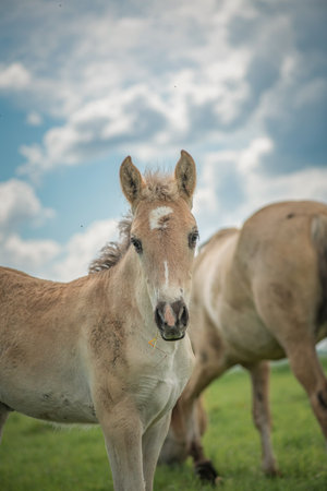 Rural horses graze on the collective farm field in the summer.の写真素材
