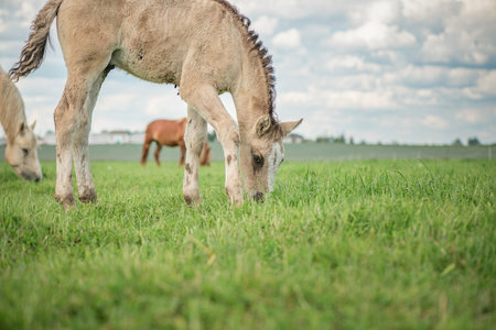 Rural horses graze on the collective farm field in the summer.の写真素材