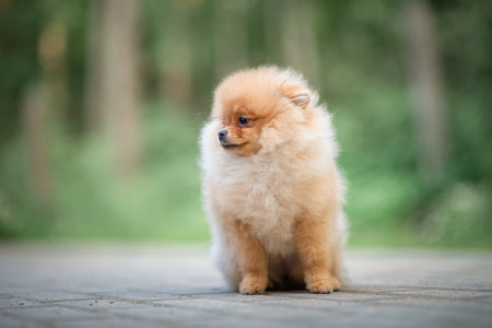 Portrait of a purebred Pomeranian in a summer forest.の写真素材