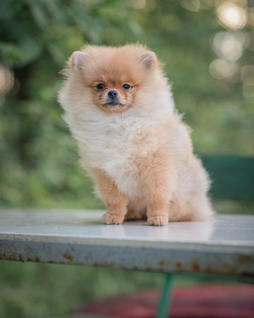 Portrait of a beautiful purebred Pomeranian in the forest.の写真素材
