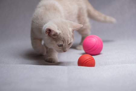 A beautiful British breed kitten plays in the studio with a decorative ball.の写真素材