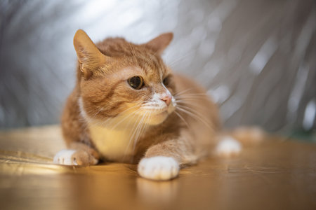 Close-up portrait of a ginger domestic cat.の写真素材