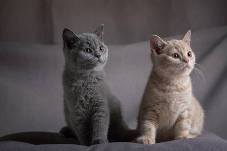 A family of kittens in the studio on a gray background.