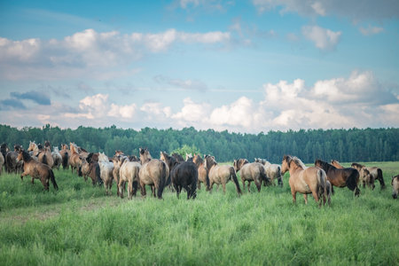 A herd of horses grazes on a field on a summer sunny day.の写真素材