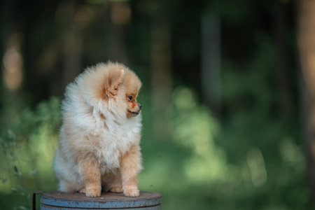 Portrait of a beautiful purebred Pomeranian in the forest.の写真素材