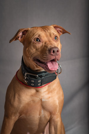 Portrait of a purebred dog in the studio on a gray background.
