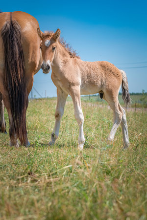 A herd of horses grazes on a field on a summer sunny day.の写真素材