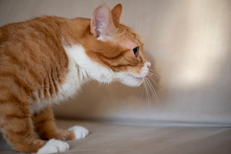 Close-up portrait of a ginger domestic cat.