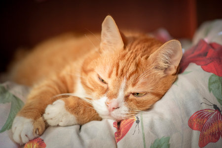 Portrait of a beautiful elderly ginger cat in a home studio.の写真素材