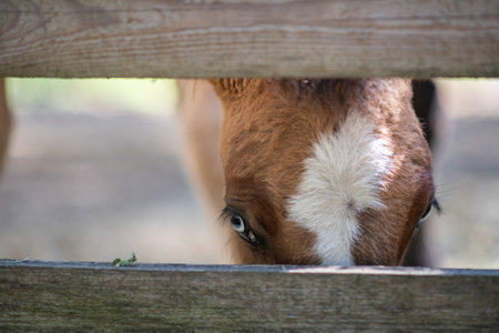 Close-up portrait of a horse. Horse eyes.の写真素材