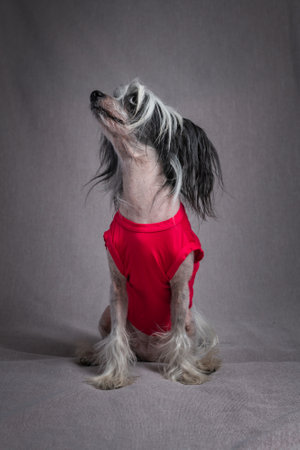 Portrait of a beautiful purebred Chinese Crested dog in the studio.の写真素材