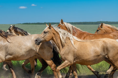 A herd of thoroughbred horses running on a sunny day along a field road.
