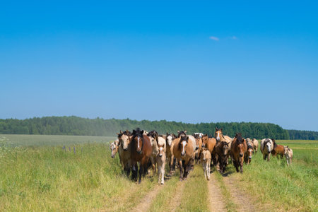 A herd of thoroughbred horses running on a sunny day along a field road.の写真素材
