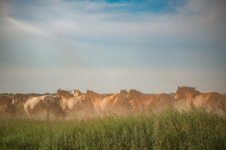 A herd of thoroughbred rural horses runs across the field on a clear summer day.の写真素材