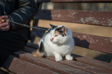 Beautiful domestic cat for a walk in the park.の写真素材