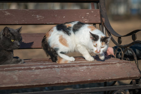 Beautiful domestic cat for a walk in the park.の写真素材