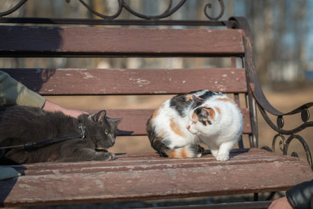Beautiful domestic cat for a walk in the park.の写真素材