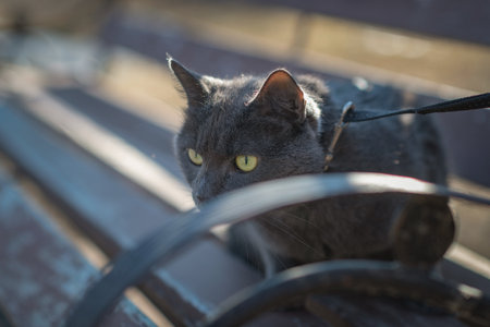 Beautiful domestic cat for a walk in the park.の写真素材