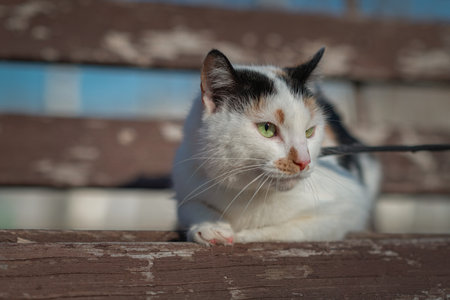 Beautiful domestic cat for a walk in the park.の写真素材