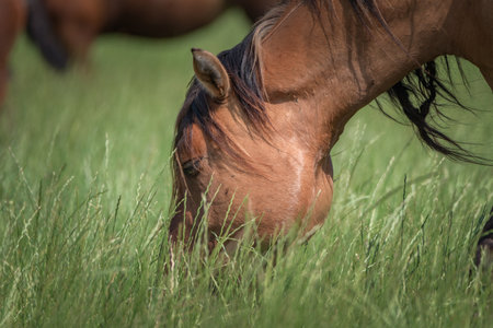 Thoroughbred horses graze in the pasture on a summer day.の写真素材