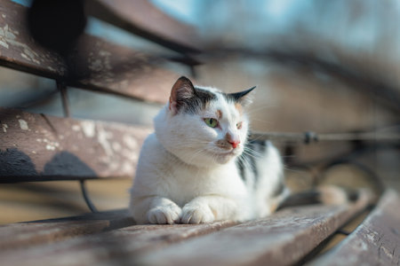 Beautiful domestic cat for a walk in the park.の写真素材