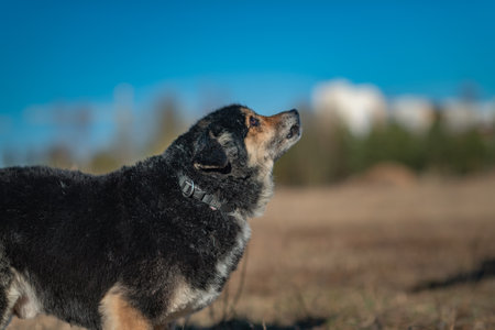 Old dog on a summer day.の写真素材