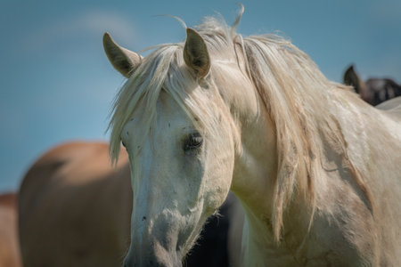 Thoroughbred horses graze in the pasture on a summer day.の写真素材